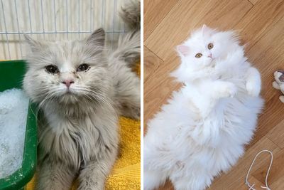 50 Cats Who Got A Second Chance At Life And Their Amazing Transformations (New Pics)