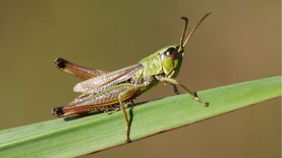 Grasshopper repellent plants – 5 natural deterrents to keep these leaf eating critters away from your yard