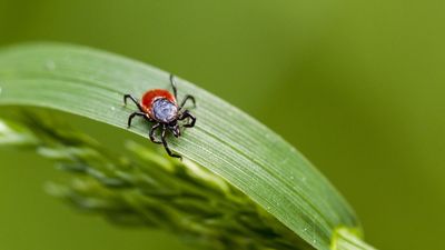 Biodiversity is the best defense against ticks – here's how to improve it to keep these dangerous pests out of your yard