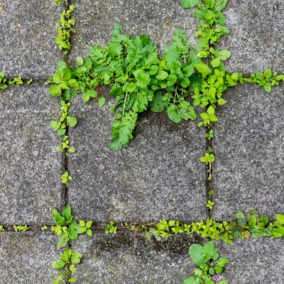 Struggling to get rid of patio weeds? We tried Nancy Birtwhistle's viral hack and couldn't believe how well it worked