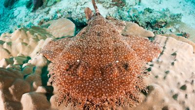 Tasselled wobbegong: The master of disguise that can eat a shark almost as big as itself