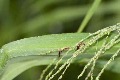 How to Get Rid of Earwigs — Expert Advice to Keep These Bugs Out of Your Home and Yard