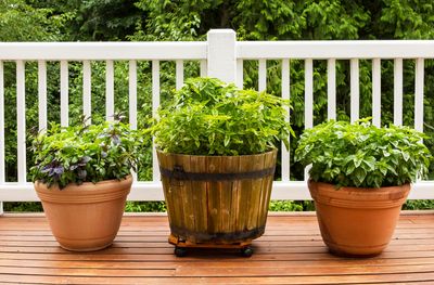 How to Cut Basil From a Plant — This Gardening Technique Guarantees an Abundant Harvest All Year Round