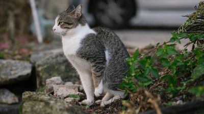 How to stop a cat from pooping in your yard