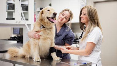 Does your dog hate the vet? These three trainer-approved tips will help make things less stressful for all involved