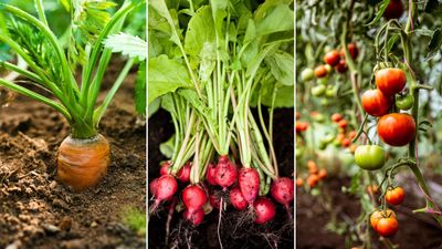 I’m growing vegetables in a small backyard using 5 tips from gardening pros for a great harvest