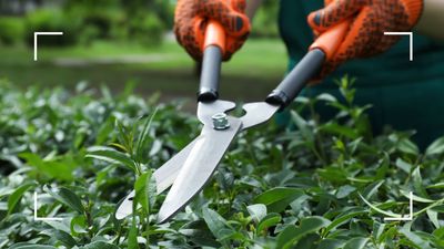 How to sharpen garden shears: experts share their foolproof methods