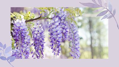 How to prune wisteria for beautiful Bridgerton-style blooms