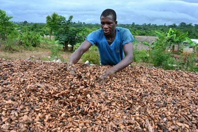 Cocoa Prices Triple to $11,000 Per Tonne: Small Food Manufacturers Struggle with Rising Costs