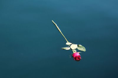 Why do we pathologize and "cure" grief?