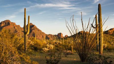 This problem has been spreading throughout national parks