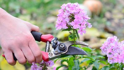 What is deadheading? And why it is so important for your plants