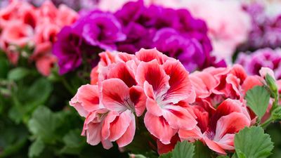 How to fertilize geraniums – pro tips for flourishing blooms