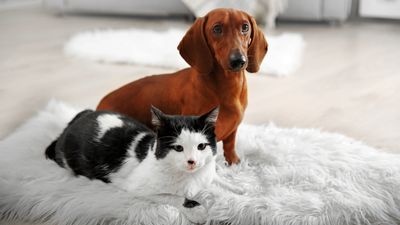 Pet-friendly pest-control ideas to keep your pets safe whilst you deal with unwanted critters and bugs