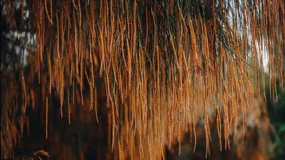 Exploring a mysterious art forest by a sewage plant