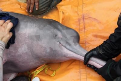 Mass Stranding Of Dolphins In Cape Cod Rescued Successfully