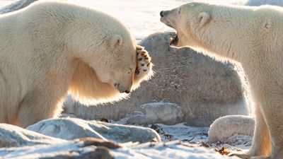 Zany polar bears and a '3-headed' giraffe star in Nikon Comedy Wildlife Awards