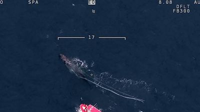 Whale may have towed tangled items from Antarctica