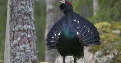 Phone mast plans for Lochan Uaine spark fears for capercaillie population