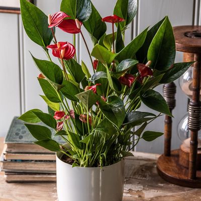 How to care for Anthurium for long-lasting vibrant and tropical colour