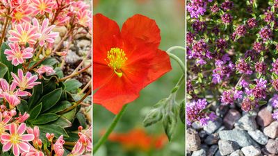 8 pretty and low-maintenance rockery plants recommended by experts