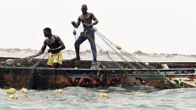 Fishermen left stranded as Senegal's most sought-after catch moves north