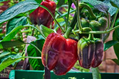 When is it too Late to Prune Pepper Plants? Experts Reveal the Answer, as Well as the Perfect Window for Harvesting