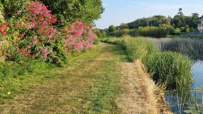 Ditch plants are the invincible perennials that every gardener can grow – for drought-tolerant and flood-resistant planting