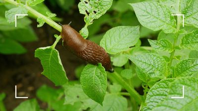 Struggling with slugs? Sarah Raven reveals her genius woolly solution for keeping pests away