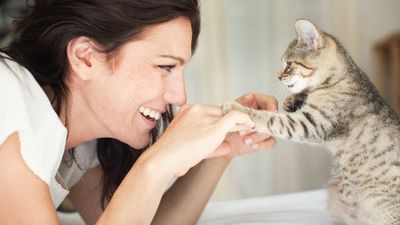 32 tricks to teach your cat