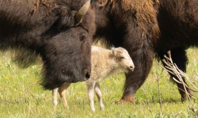 Rare white buffalo sacred to Lakota not seen in Yellowstone since birth