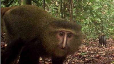 Camera traps prove essential in discovering brand new species of monkey