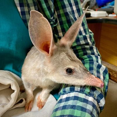 ‘Weird and cool’: bilby genome sequence could help to save the species