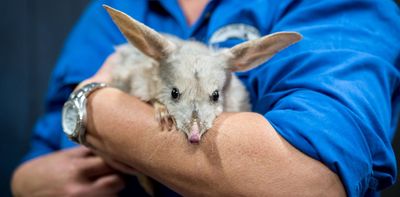 We mapped the entire bilby genome – and now we can use poo to save Australia’s ‘Easter bunny’ from extinction