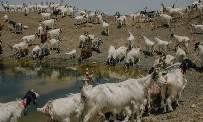 ‘We can’t let the animals die’: drought leaves Sicilian farmers facing uncertain future