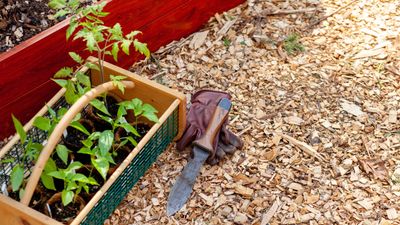 Weeding was slow and tough until I started using a hori hori knife – now I'm a convert to this versatile Japanese tool that makes light work of garden chores