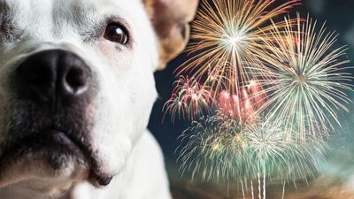 10 ways to calm your dog during fireworks