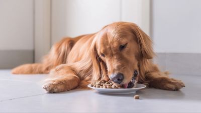 Blue Buffalo vs Purina Pro Plan dog food: which is better?