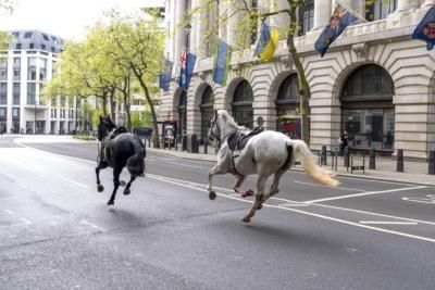 Three Household Cavalry Horses Recovered After Bolting Through London