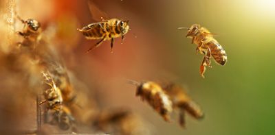 Honey bees vote to decide on nest sites – why we should listen