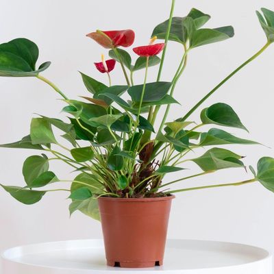 How to propagate anthurium – the three best ways to double these pretty tropical plants
