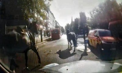 Military horses bolt through London again after three break loose