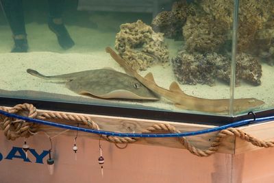 Stingray that got pregnant despite no male companion has died, aquarium says