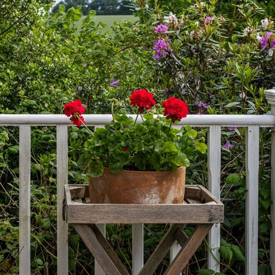 What to do with geraniums after flowering for a second flush of beautiful blooms