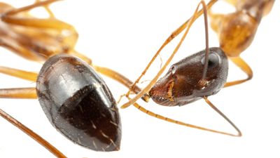 Ants perform life saving operations — the only animal other than humans known to do so