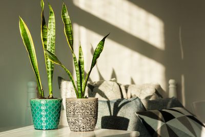 Can Plants Really Cool Down Your Home? What to Know About Changing Your Indoor Climate With Greenery