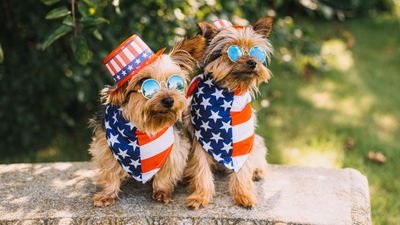 Trainer reveals how to keep your dog calm this 4th of July (and we'll definitely be trying out these tips!)