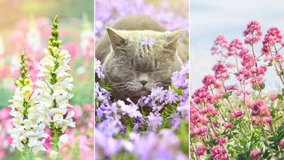 12 gorgeous garden plants that are safe for cats, according to the pros