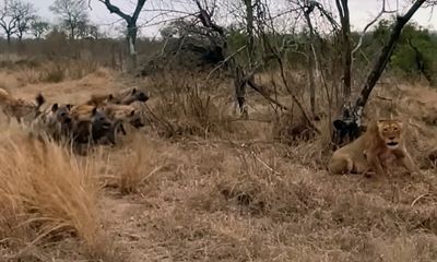 Watch: Opportunistic hyenas overpower lion with savvy tactics