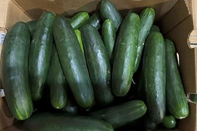 Untreated water used on cucumbers tied to salmonella outbreak that sickened 450 people in US